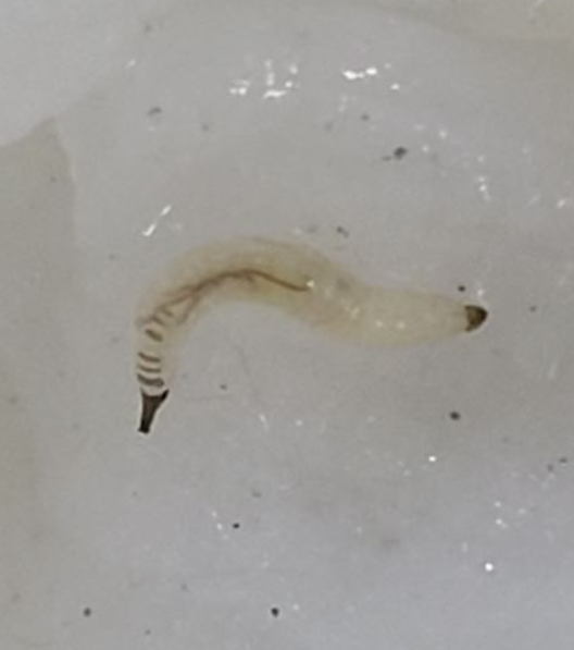 나방파리 완전박멸 꿀팁!