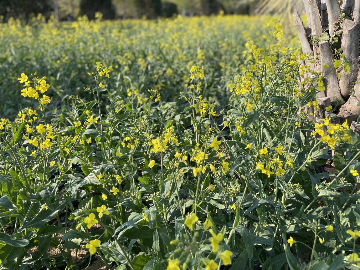 2025 태안 봄꽃 정원 기본정보