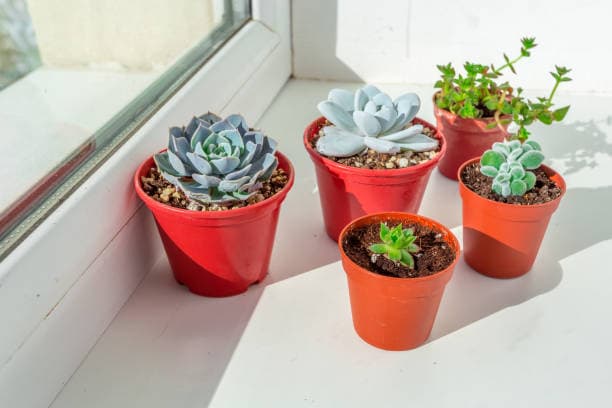 실내에서 다육이 잘 키우는 법