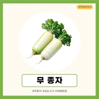 무 재배 솎아주기 토양 소독 비닐 멀칭_12