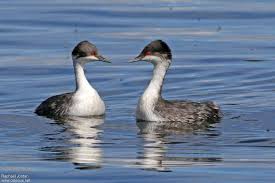 후닌 논병아리 행동 고정화 이후 사냥 효율 격차의 구조적 원인 분석