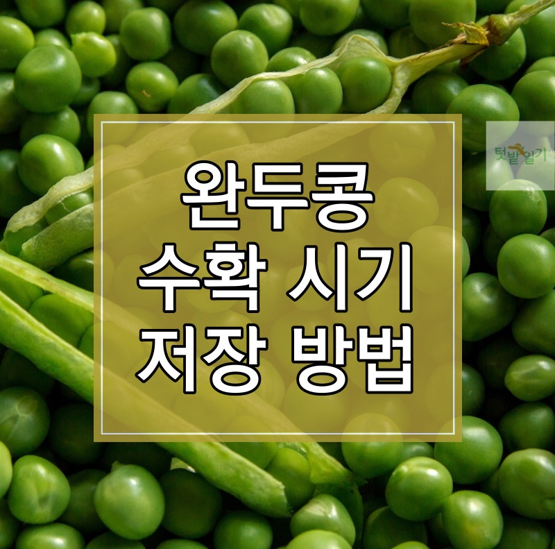 완두콩 수확시기 저장방법