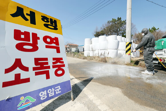구제역 위기경보 ‘심각’ 단계… 전남 전역 확산에 방역 총력전
