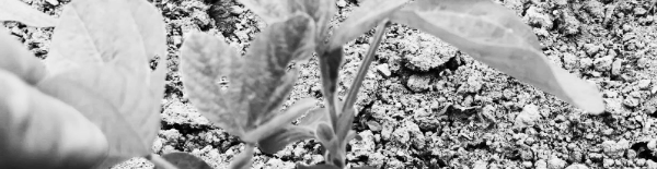 서리태, 서목태 (쥐눈이콩), 흑태 (일반 검정콩)