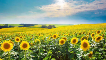 함안 강주 해바라기 축제 일정