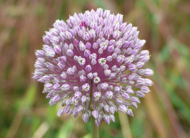 코끼리마늘꽃 -공주여행