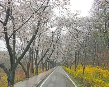 경주벚꽃축제_11