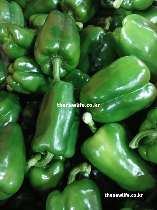 피망 효능을 품고 있는 청피망의 실사진