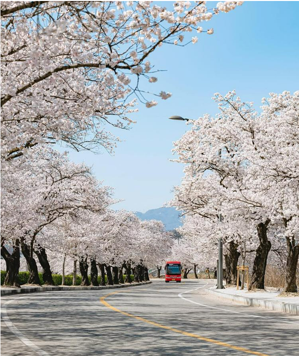 2025 벚꽃 개화시기