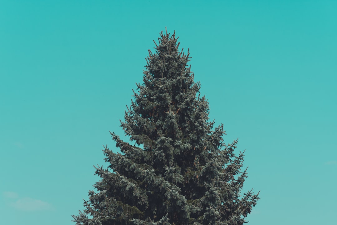 Pine tree