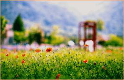 고성 라벤더축제