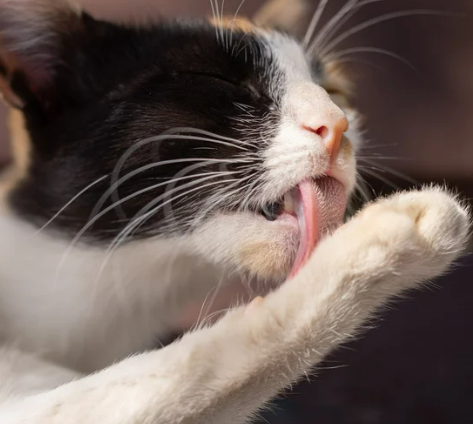 고양이가 털 핥는 이유, 단순한 습관일까? 오버 & 언더 그루밍의 위험 신호!
