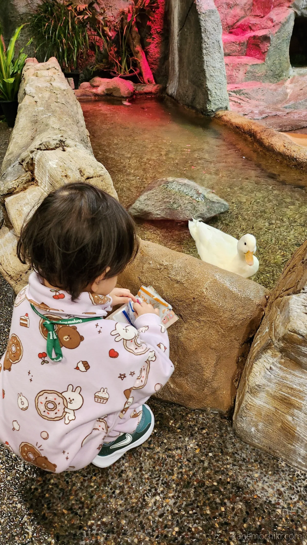 주렁주렁-오리먹이주기