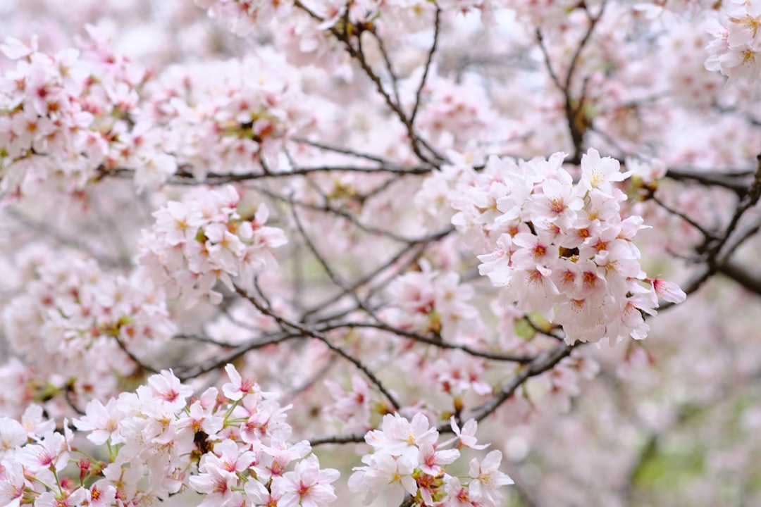 Cherry blossom.