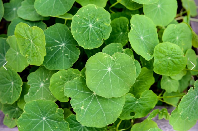 고투 콜라(Centella asiatica)