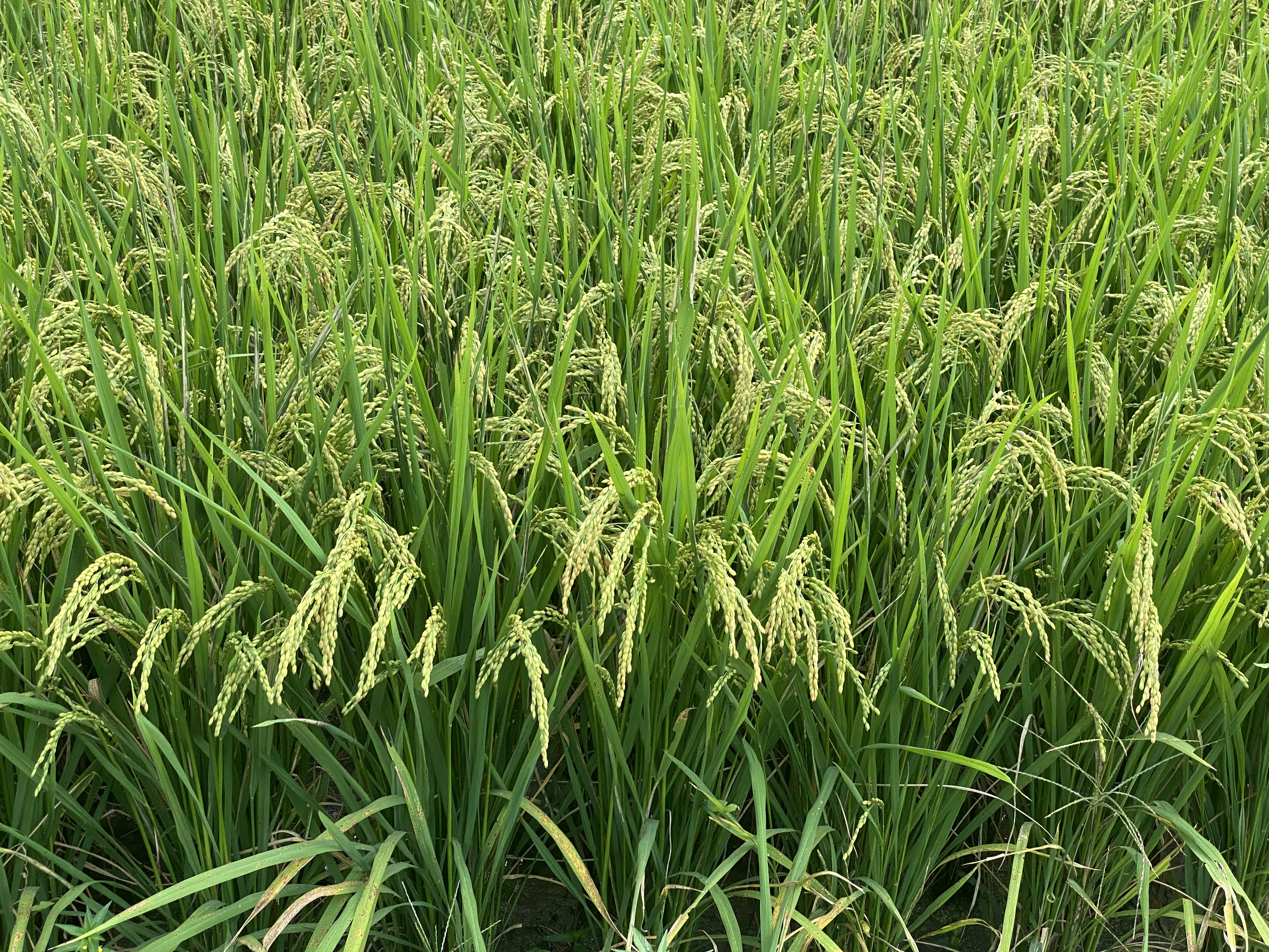 Alt 속성 문제 해결 설명 이미지