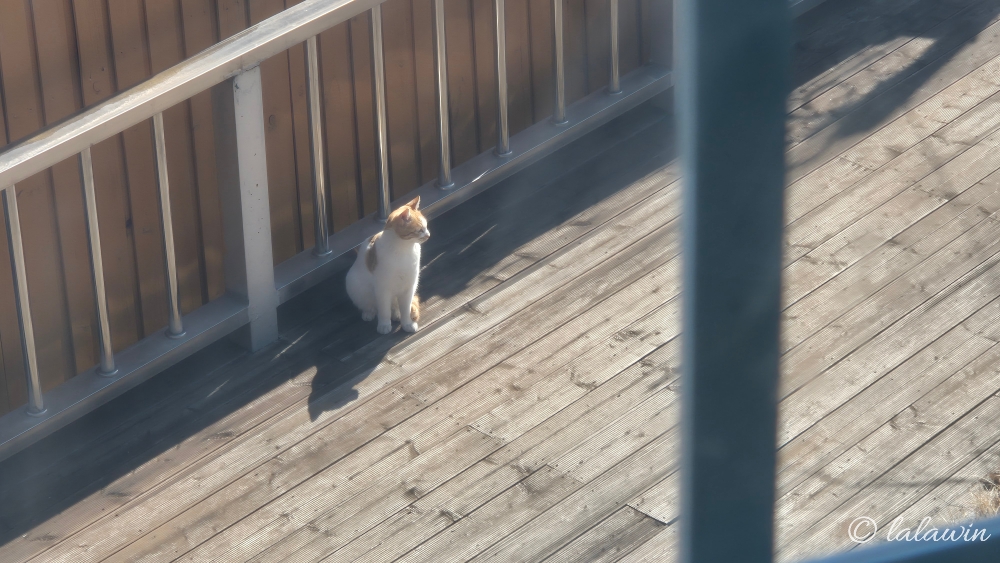 마당냥이