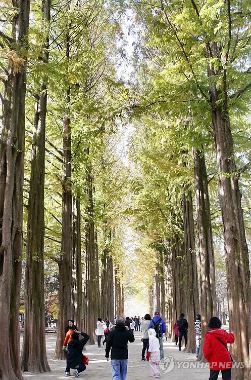 [서울 근교 여행지] 남이섬 봄 여행 필수 코스 ❘ 벚꽃 명소, 자전거길, 셔틀 시간표, 입장료, 배시간, 맛집 정보 모음