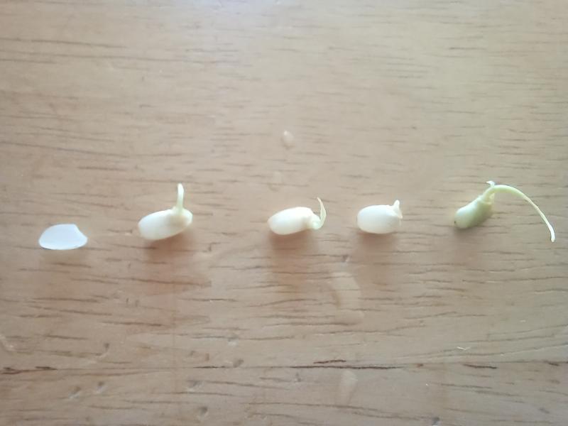 현미 싹내기 실험 10일차 발아현미