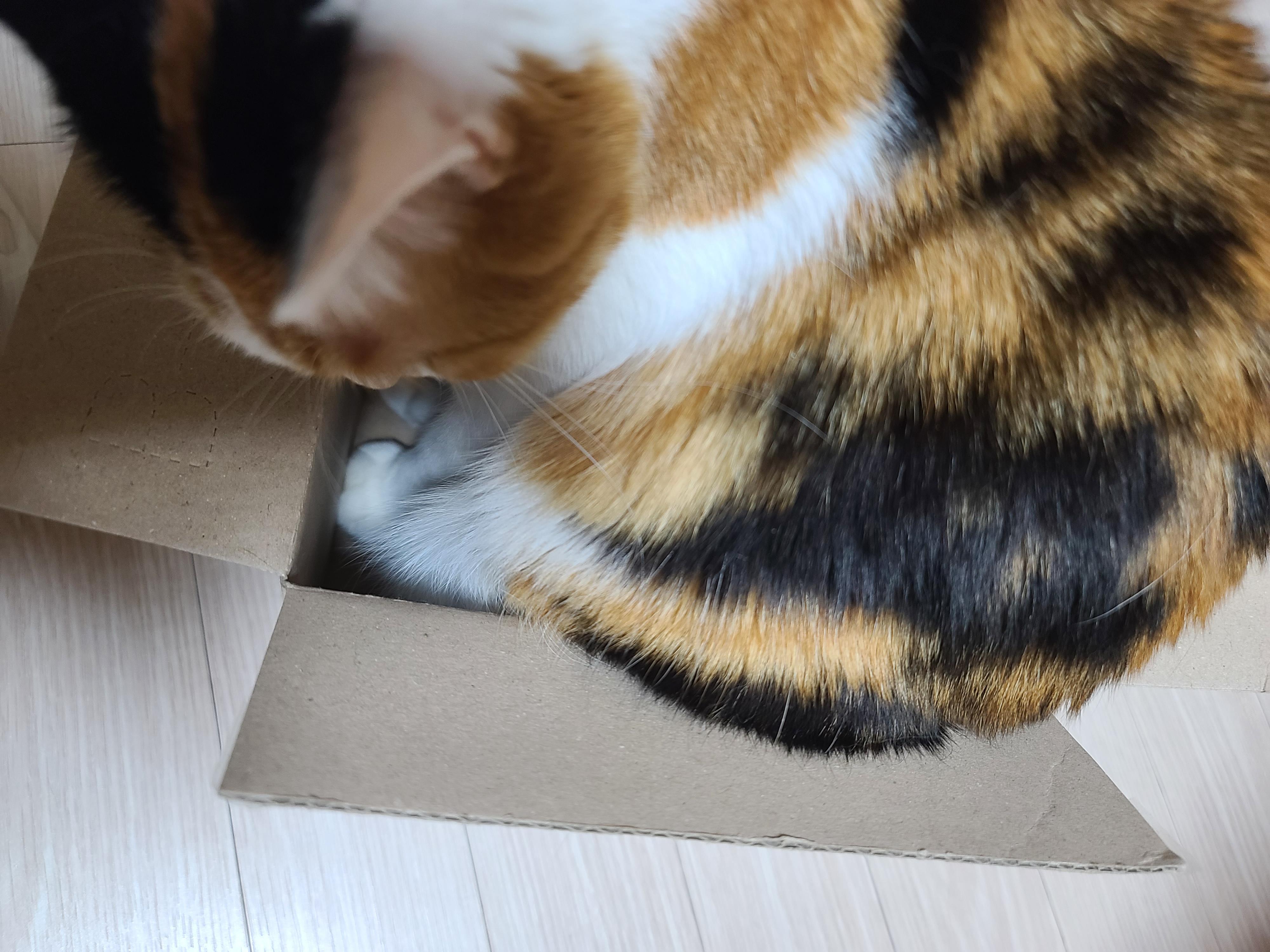 보지 않고는 믿을수 없는 고양이의 유연함. 유독 작은상자를 좋아하는 요미.