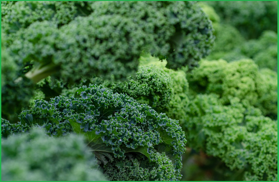 탈모에-좋은-음식-녹색-잎채소