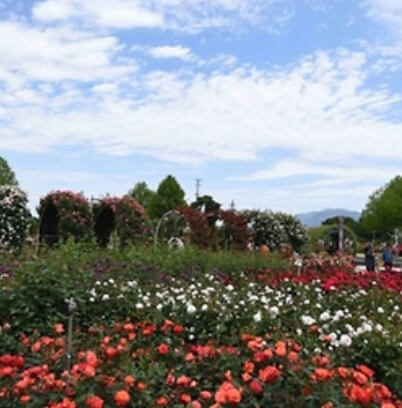 곡성세계장미축제 2025