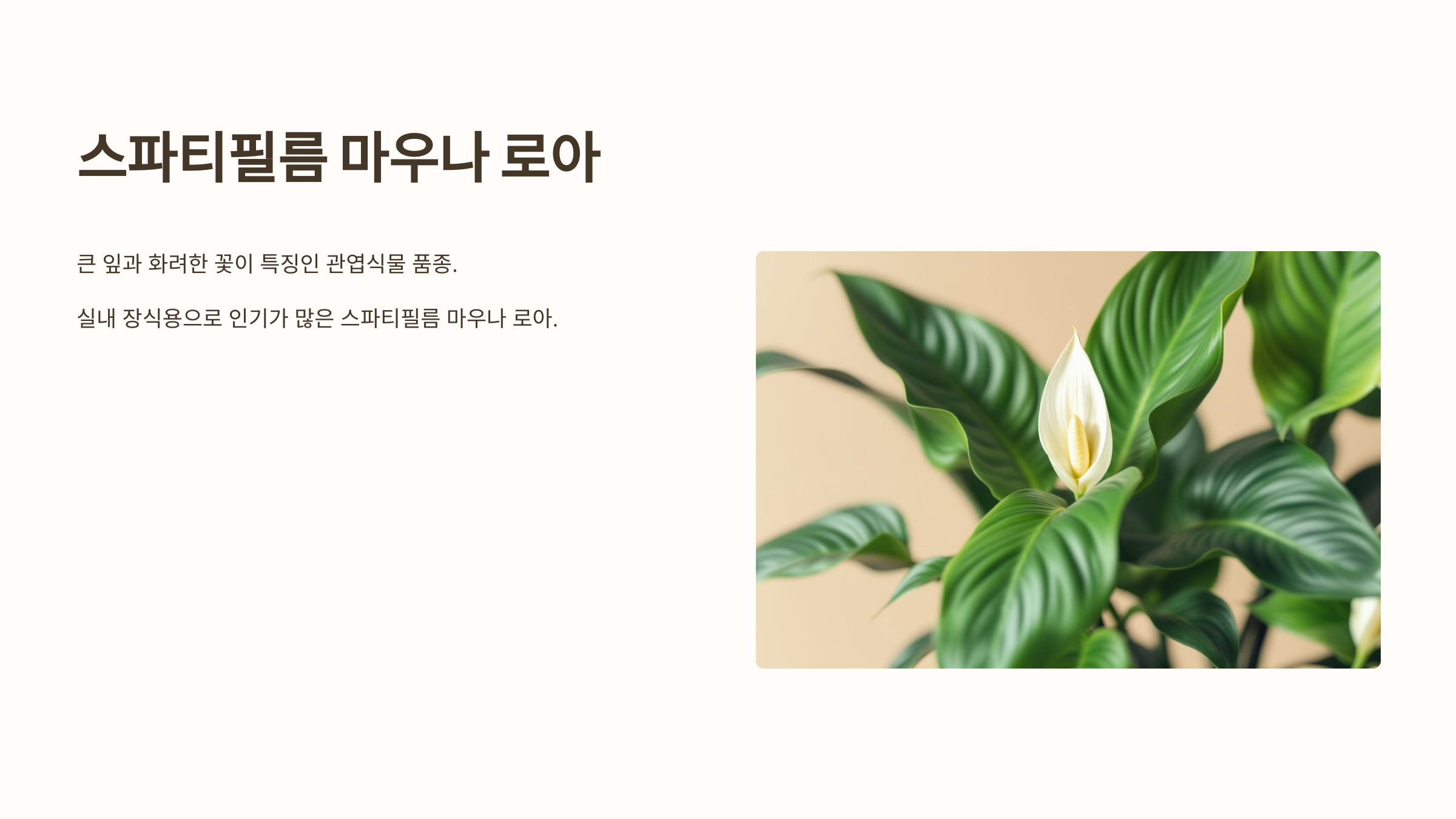 스파티필름과 관련된 사진입니다.