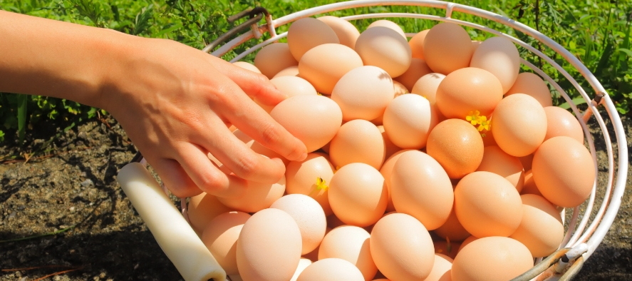 생방송투데이 제주 달걀 공장