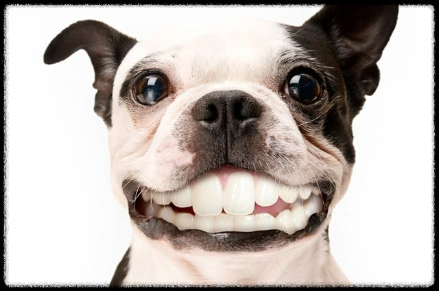 강아지의 입 핥기와 유대감: 사랑의 신호일까?