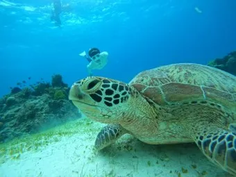 필리핀 보홀여행 패키지 여행 필수 코스_21