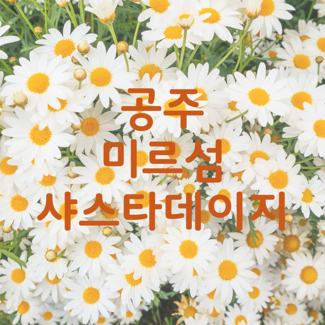 공주 미르섬 샤스타데이지