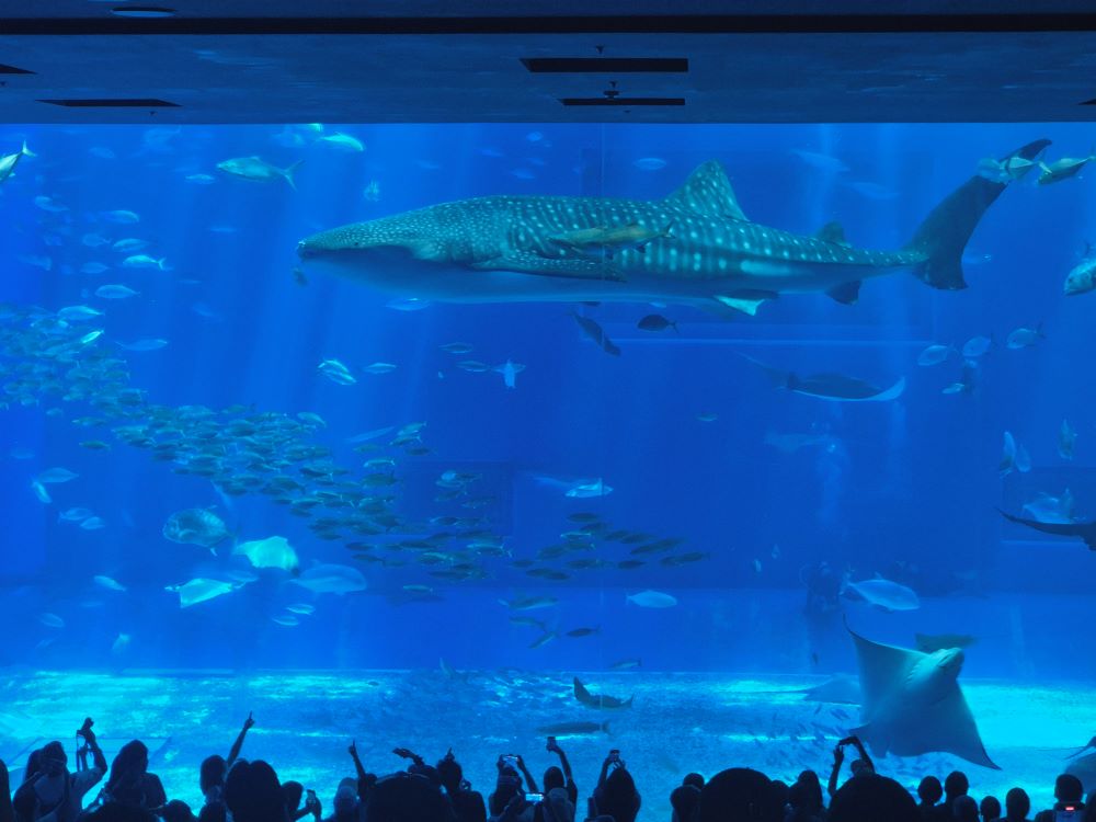 츄라우미-수족관-고래상어