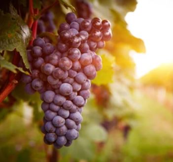 포도