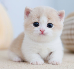 사람들이 제일 좋아하고 키우기 쉬운 고양이 TOP 5