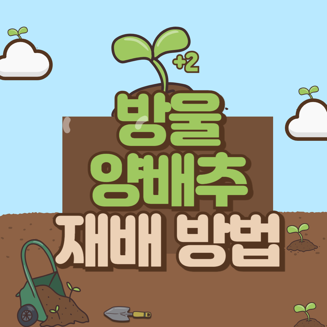 방울 양배추 모종 심는 시기
