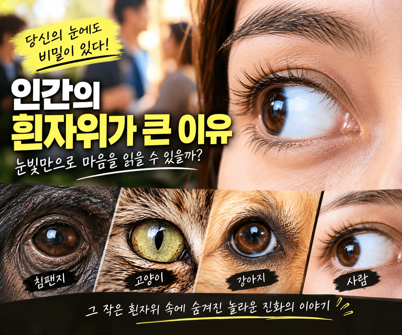 인간의 흰자위