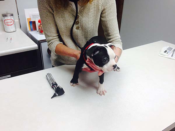  병원테이블위에 강아지가 있다