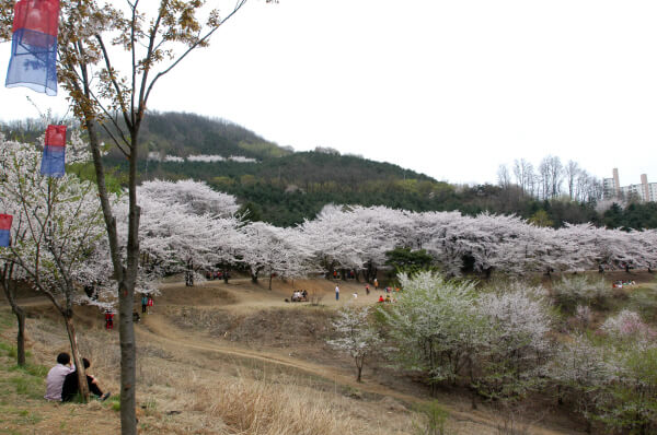 서대문 안산 공원에 핀 벚꽃
