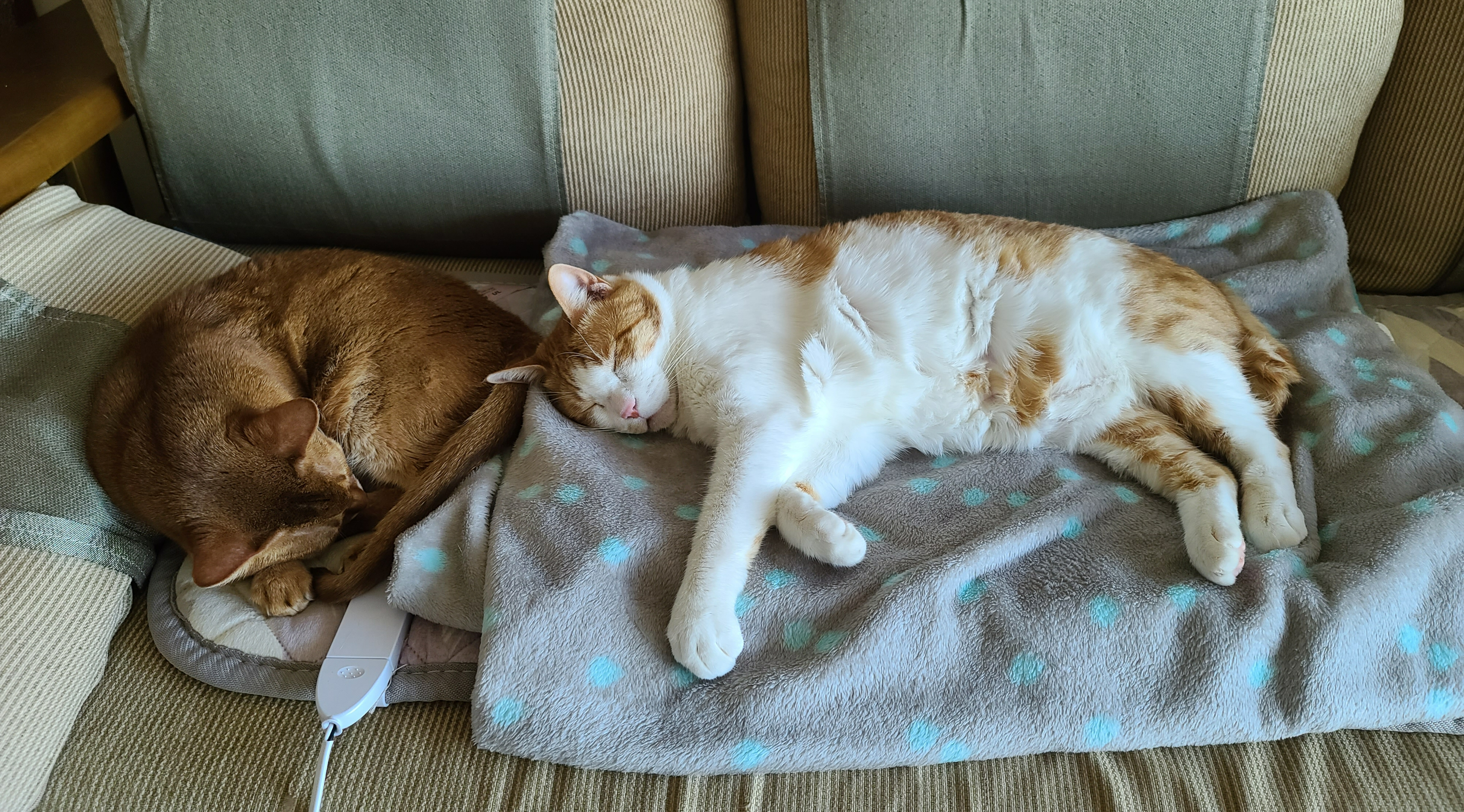 안아달라 칭얼대는 막둥이