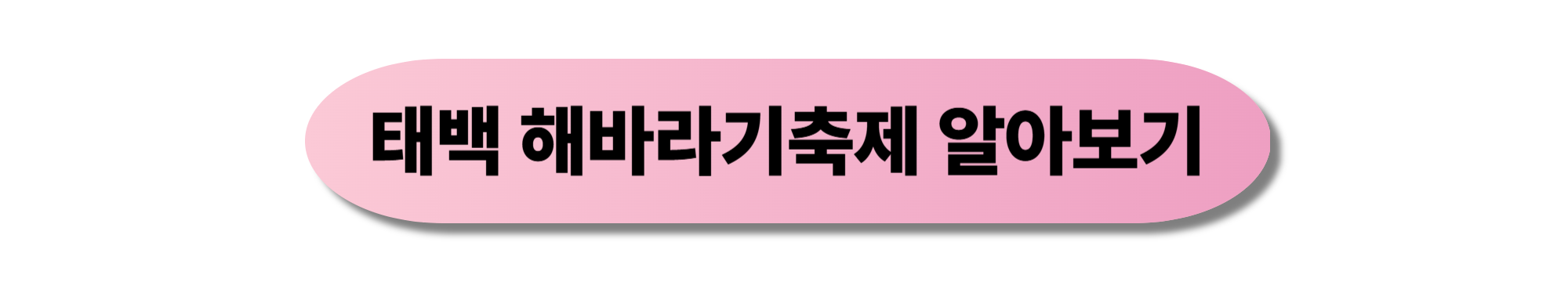 태백 해바라기축제