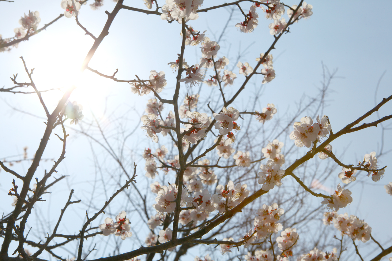 원동 매화 꽃축제