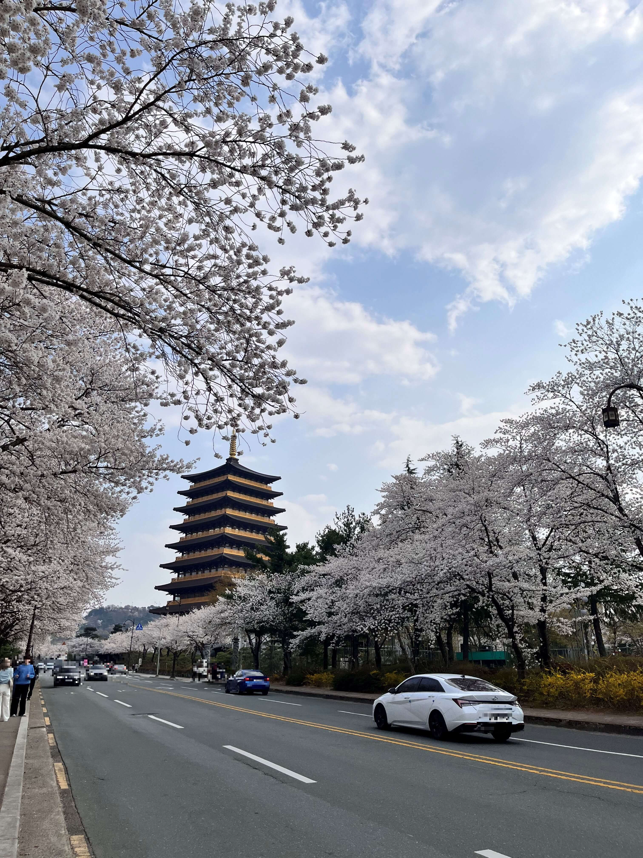 벚꽃명소 황룡원에서 벚꽃구경