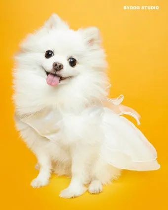 &amp;quot;강아지가