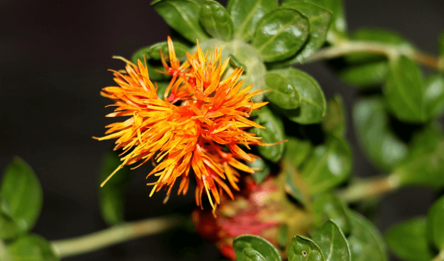 주황 색으로 피어난 홍화 꽃