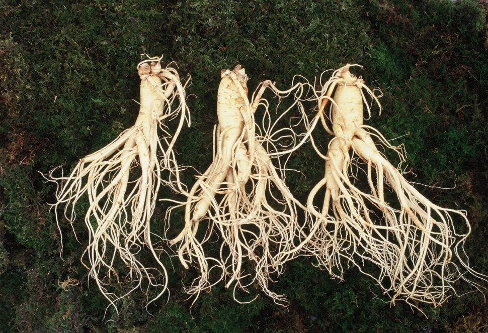 금산세계인삼축제 주요 볼거리