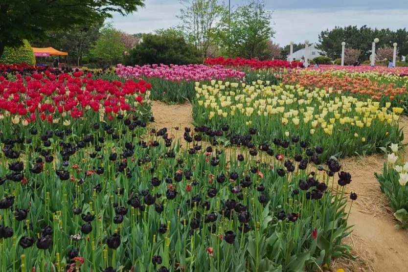 태안 튤립축제 주차장, 포토존, 입장료 안내