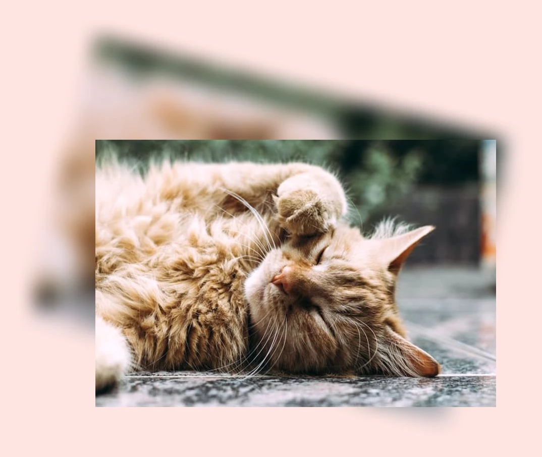 고양이 영양학_3_subsection