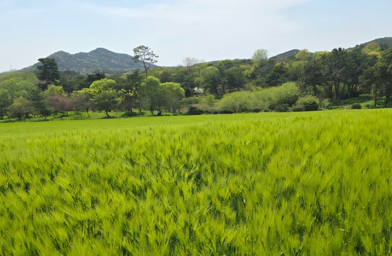 고창 청보리밭