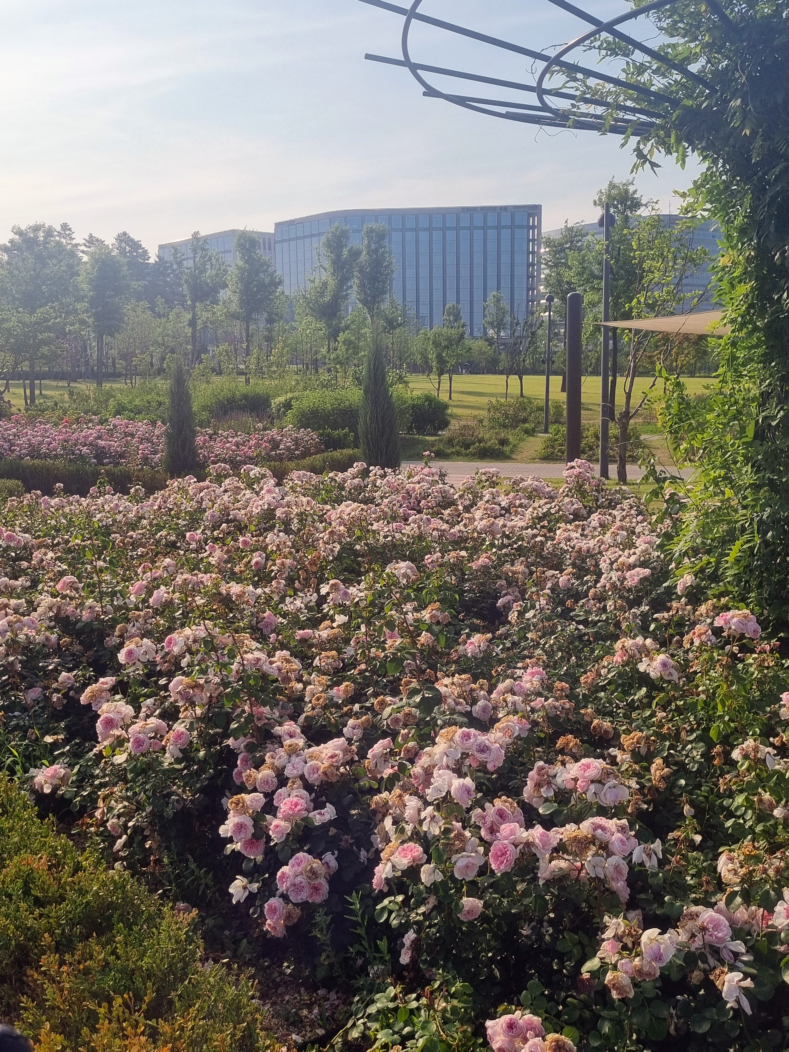 분홍 장미밭과 배경 풍경