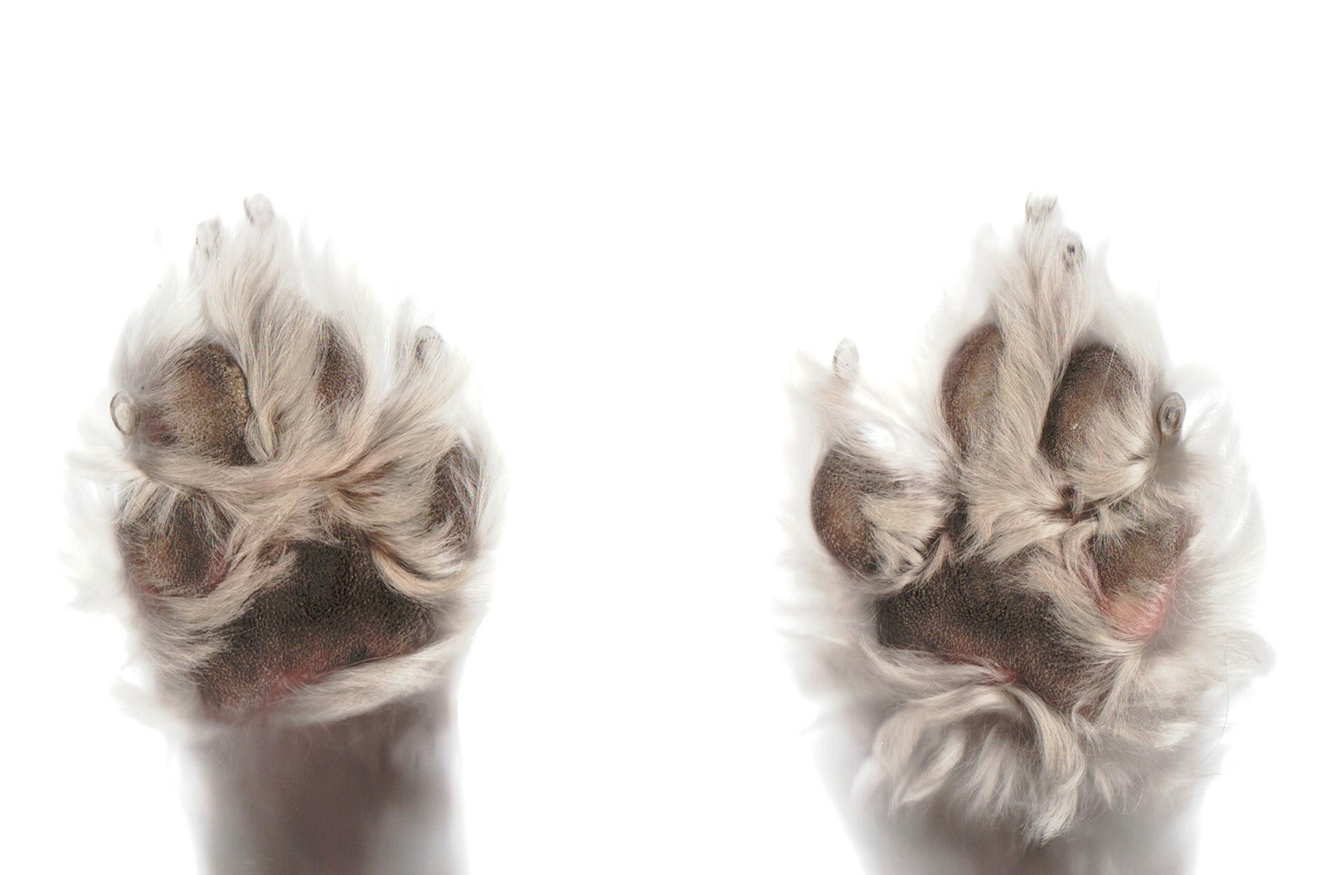 강아지의-귀여운-발바닥